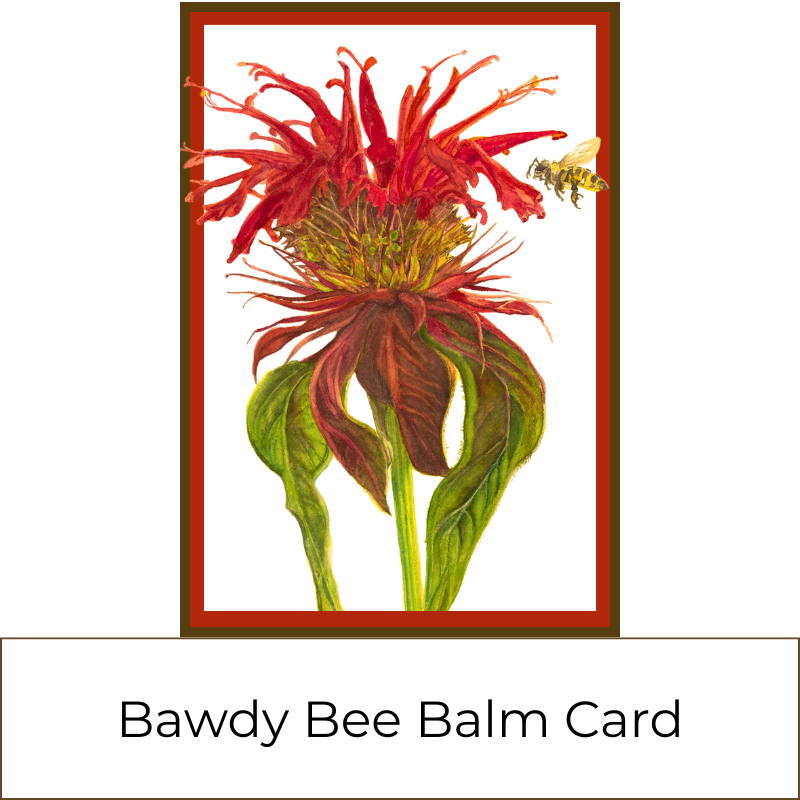 3-Soap Mix and Match Gift Box with Bonus Owl Soap, Card, & Hardwood Soap Dish ($40 value)